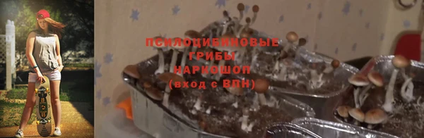 прущие грибы Алексеевка